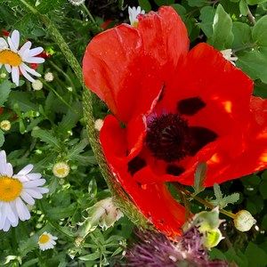 Meet your Posher, Judy